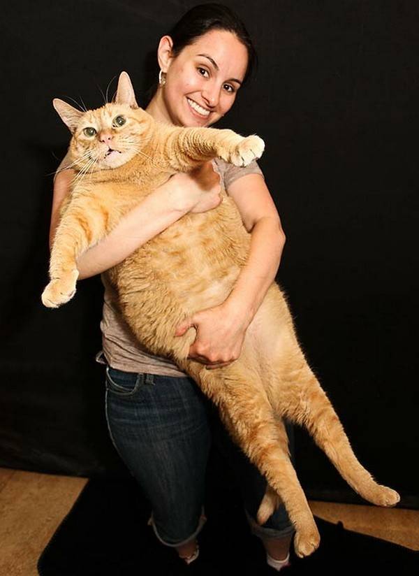 Самый жирный кот в мире живет в Великобритании — В мире — Культура ВРН