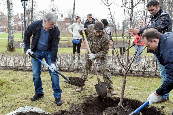 Александр Гусев во время субботника сажал деревья у Дворца Ольденбургских