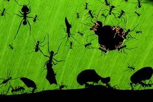 На конкурсе фотографий дикой природы победили муравьи