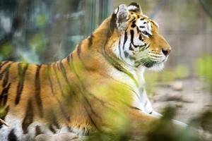 Имя амурского тигра из Воронежского зоопарка объявят в Международный день тигра