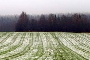 Мороз в Воронеже ослабеет к пятнице, снега придется подождать