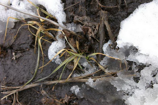 Ночные морозы в Черноземье могут нанести существенный урон сельскому хозяйству