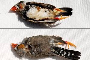 Новый случай массовой гибели птиц, на этот раз – в Нью-Йорке