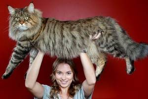 Австралийский чемпион мейн-кун Руперт скоро станет самым большим котом в мире