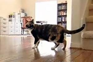Кошка спасла хозяйку от двух разъяренных питбулей