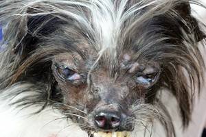 Самой уродливой собакой 2014 года признали  пса Арахиса - помесь чихуахуа и шит-цу