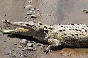Крокодил, напугавший купальщиков по обе стороны Ла-Манша, оказался деревянным