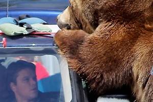 На автомобиль Мэтта Дэймона напал медведь