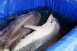 По жалобам  воронежцев организована проверка исполнения законодательства в деятельности передвижного дельфинария