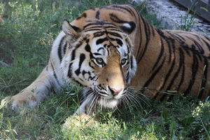 Воронежский зоопарк приглашает отметить Международный день тигра