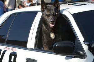 Мужчине,  облаявшему полицейскую собаку, предъявлены обвинения