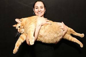 Самый жирный кот в мире живет в Великобритании
