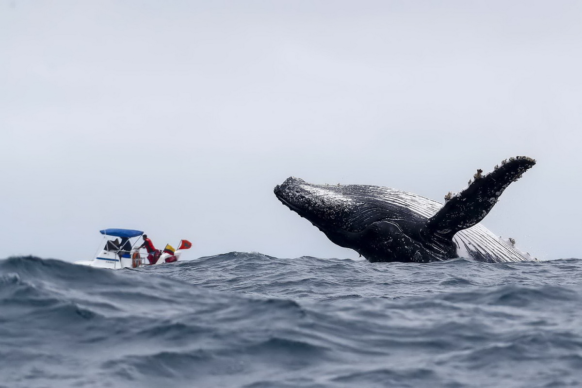 Горбатый кит выпрыгивает