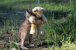 Малыш-сирота кенгуру подружился с плюшевым мишкой