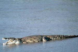 В реке в черте Екатеринбурга плавает крокодил