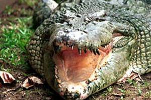 Студентку института искусств съел крокодил