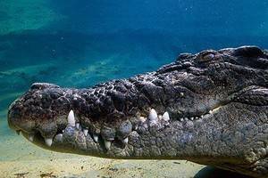 Доказано, что крокодилы могут преодолевать в океане сотни километров