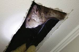 Метровая крыса  терроризировала ирландскую семью