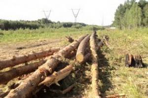 Мэрия Воронежа разрешила вырубку полутора тысяч сосен в парке «Оптимистов»