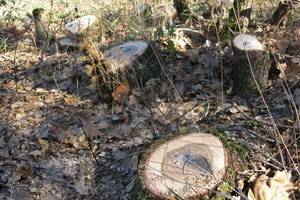 Под Воронежем продолжают уничтожать лес