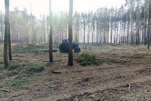 В Боровом безжалостно вырубают лес под застройку
