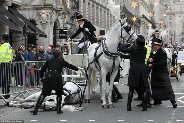 Драматическое происшествие с лошадью омрачило знаменитый Лондонский Новогодний парад