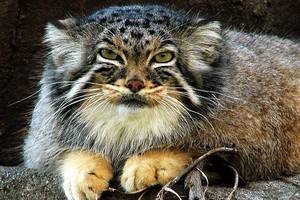 Талисманом московского зоопарка назвали дикого кота