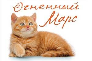 Рыжий кот – главный герой нового романа Татьяны Трониной «Огненный Марс»