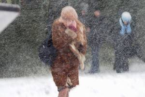 Снег в Воронеже будет идти до вечера, холод задержится на неделю