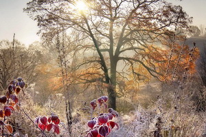 Очередной погодный сюрприз для Воронежа на неделе 12-18 ноября: солнечно и прохладно