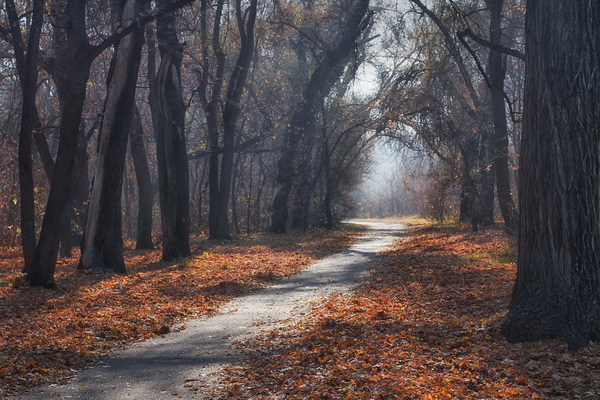 Вторая декада ноября в Воронеже тоже будет теплее климатической нормы