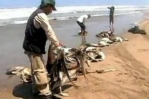 Гибель тысяч пеликанов и  дельфинов у берегов Перу – предвестье апокалипсиса?