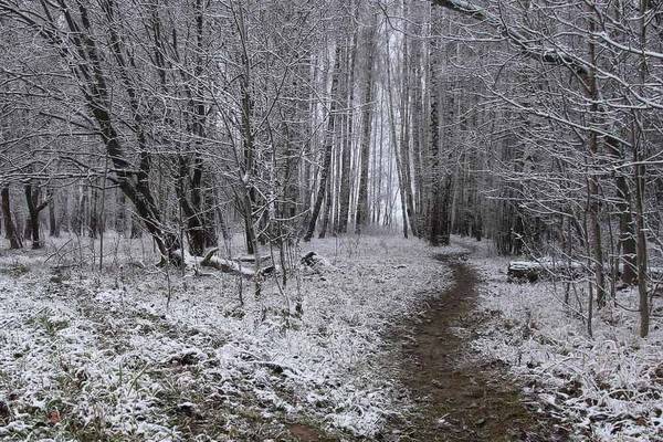 Пик похолодания в Воронеже придётся на середину следующей недели, возможен снег