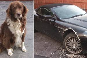 Домашний пес изгрыз сверхпрочную и очень дорогую машину своего хозяина