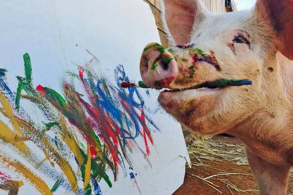 Выдающимся современным художником стала свинья по имени Пигкассо