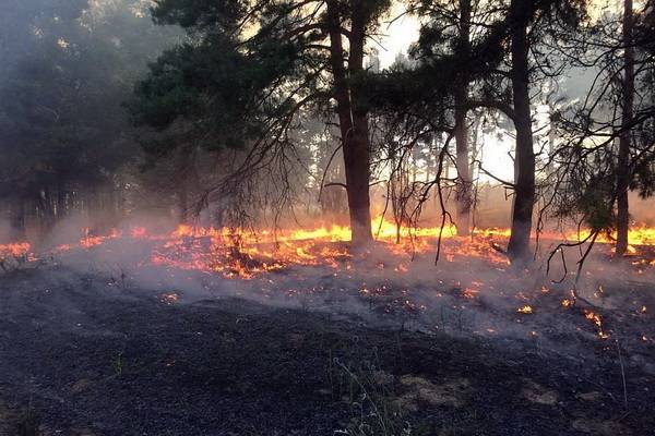 Под Воронежем потушили первый серьёзный лесной пожар этого года