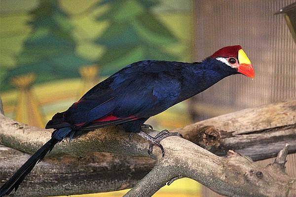 Воронежский зоопарк приглашает горожан на открытие зала птиц