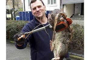 Крыса-мутант длиной 120 сантиметров и весом более десяти килограммов – неужели фото подлинное?