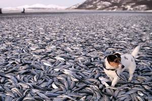 Сотни тысяч погибших рыб усеяли побережье Норвегии