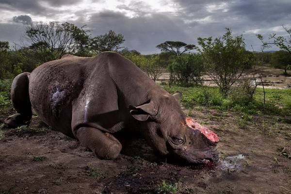 Шокирующая фотография убитого браконьерами носорога победила на конкурсе Wildlife Photograph of the Year 2017