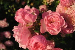 На ярмарке в Воронеже можно будет купить французскую розу