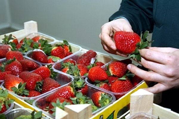 Названы самые опасные фрукты, ягоды и овощи, вызывающие рак, диабет, бесплодие и ожирение