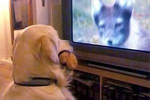Могут ли собаки осмысленно смотреть телевизор?
