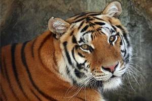 Тигриный форум в Санкт-Петербурге  ищет пути сохранения тигров на планете