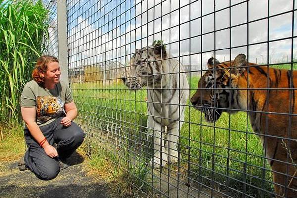 Разорванная тигром  в зоопарке женщина издала душераздирающий вопль