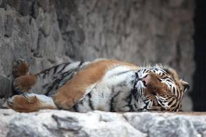 Директор зоопарка в Кёльне застрелил тигра, задравшего сотрудницу