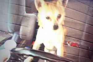 Собака породы чихуахуа угнала машину и попала в ДТП