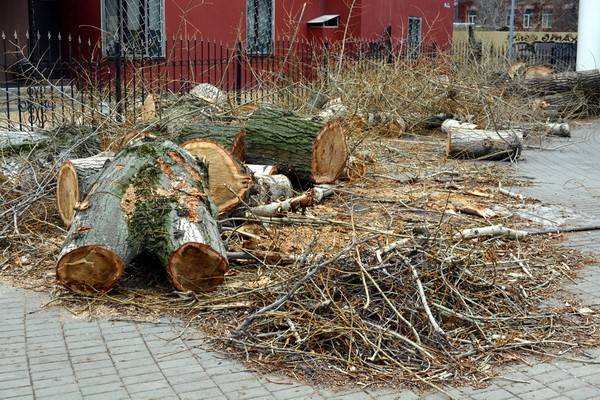 В сквере у Дома офицеров уничтожены вредоносные деревья