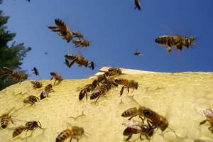 Сначала мобильники убьют пчел, потом человечество