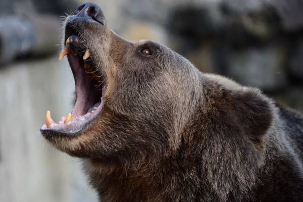 Медведь, задравший двух человек в Семилуках, застрелен